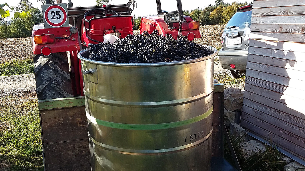 Traubenlesen
